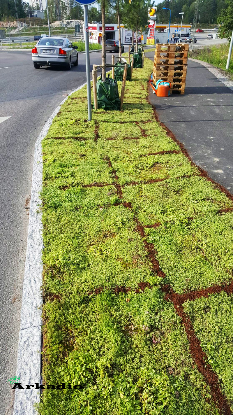 anläggning av sedummattor