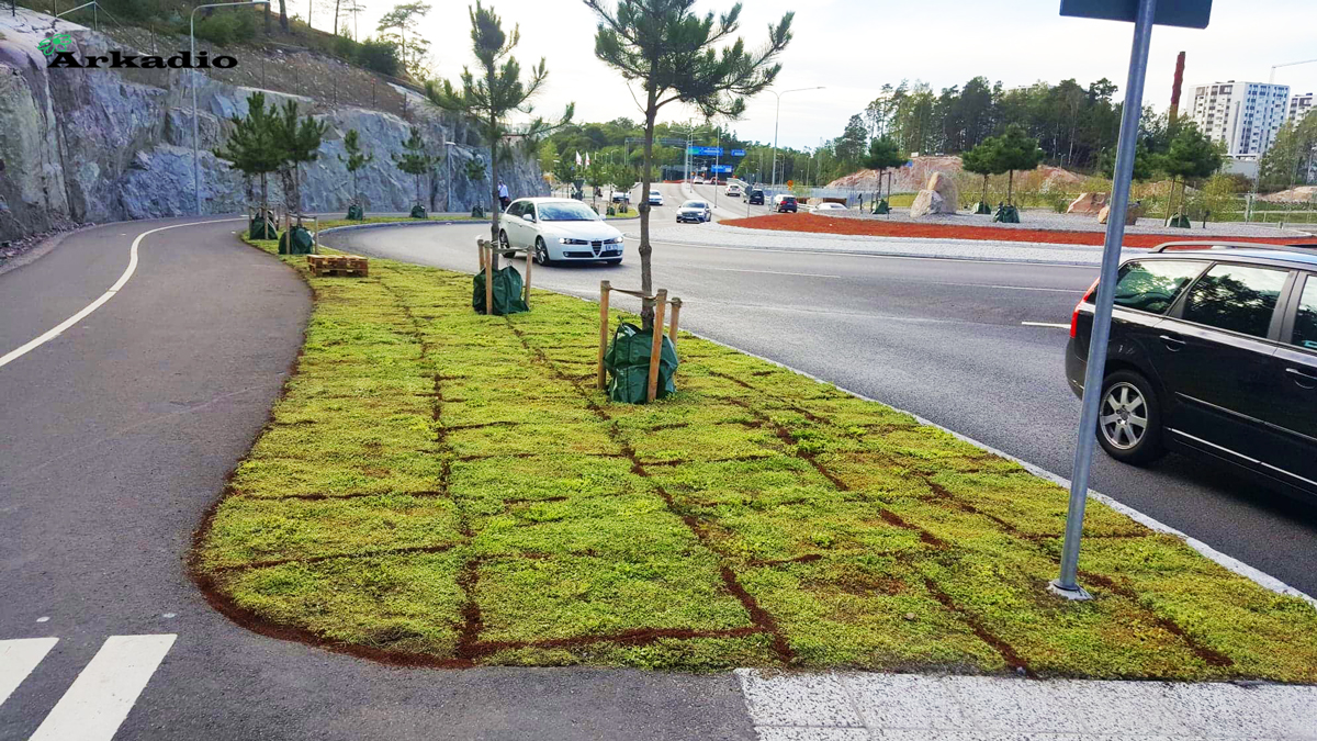 anläggning av sedummattor