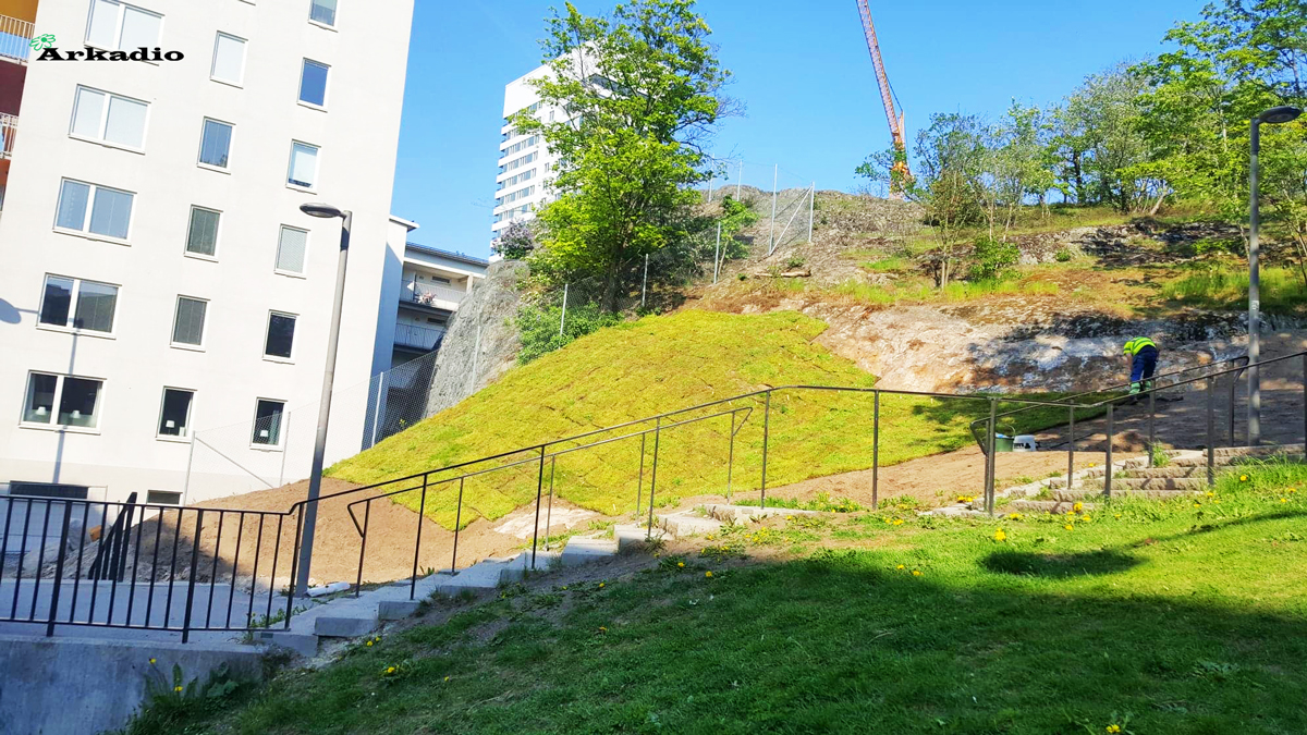 Anläggning av ängsmattor