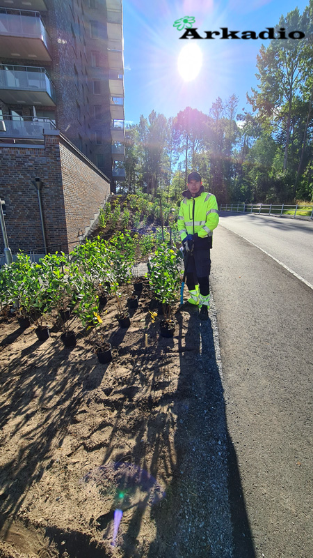 Plantering av buskar Kallhäll Bolinder