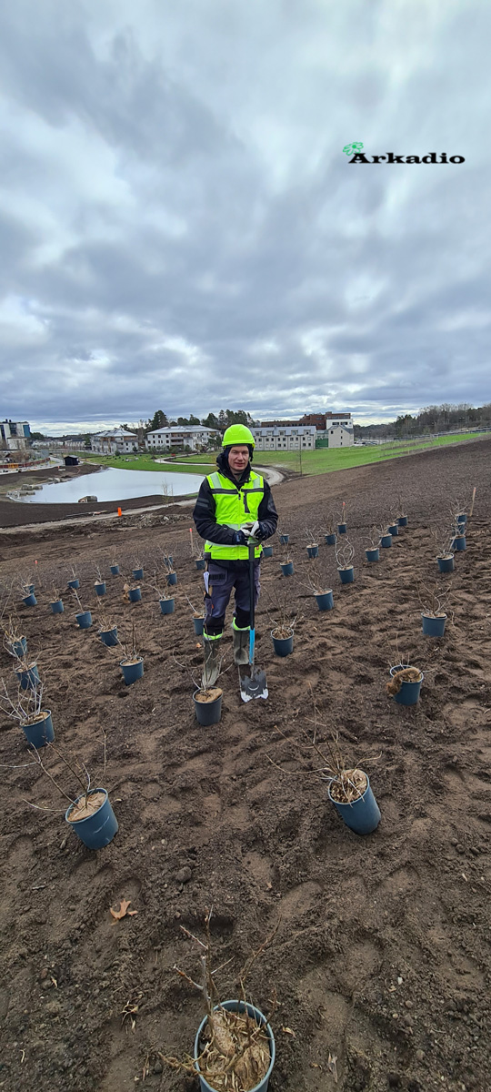 Plantering av buskar Silverdal