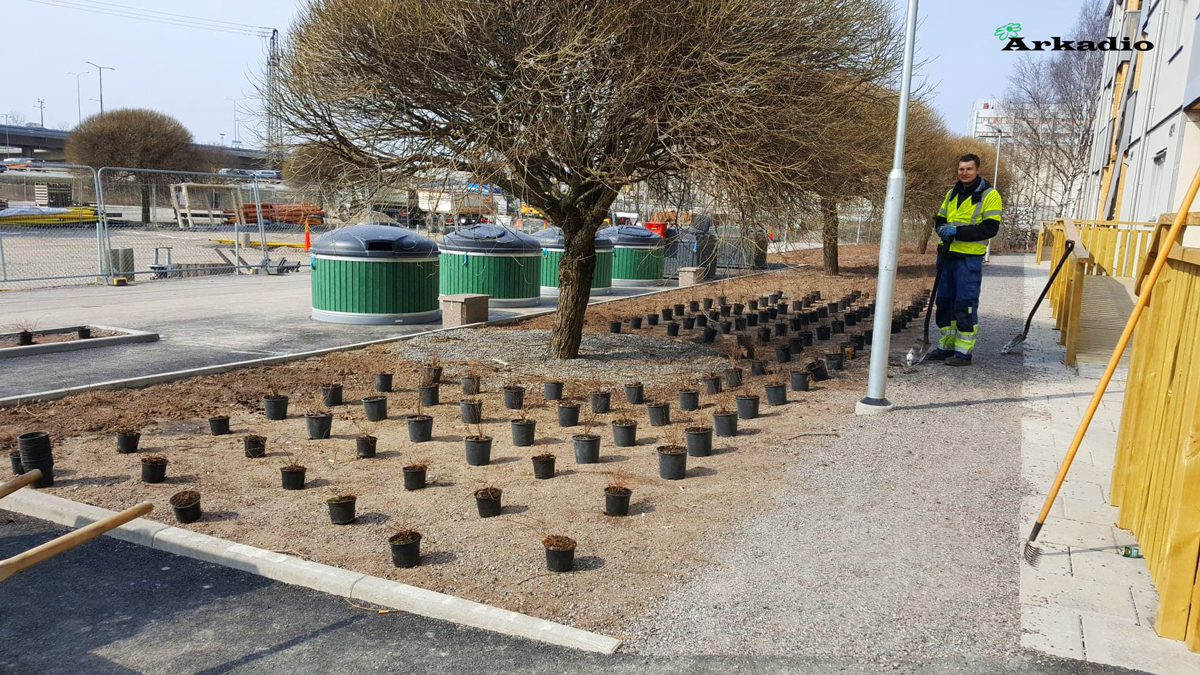 Plantering av buskar