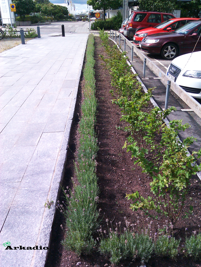 Plantering av buskar