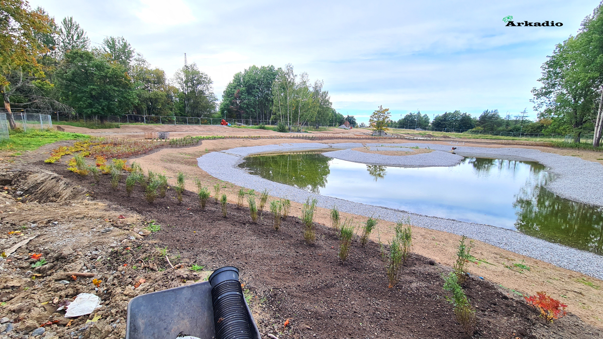 Plantering av buskar