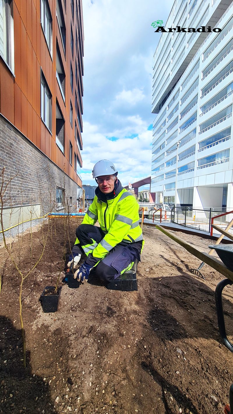 Plantering av buskar