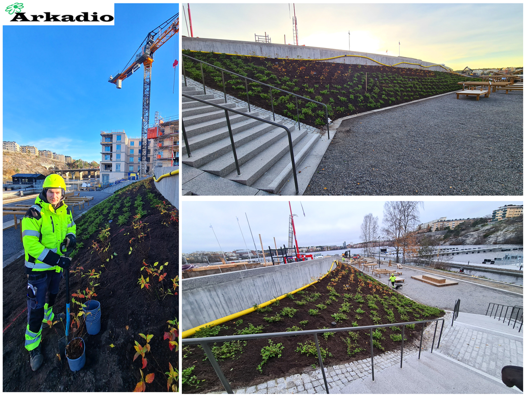 Plantering av buskar Primus