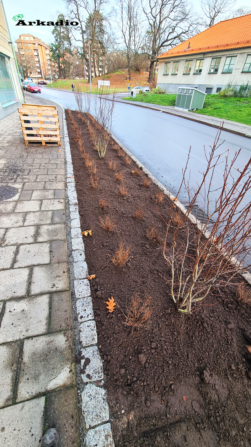 Plantering av buskar