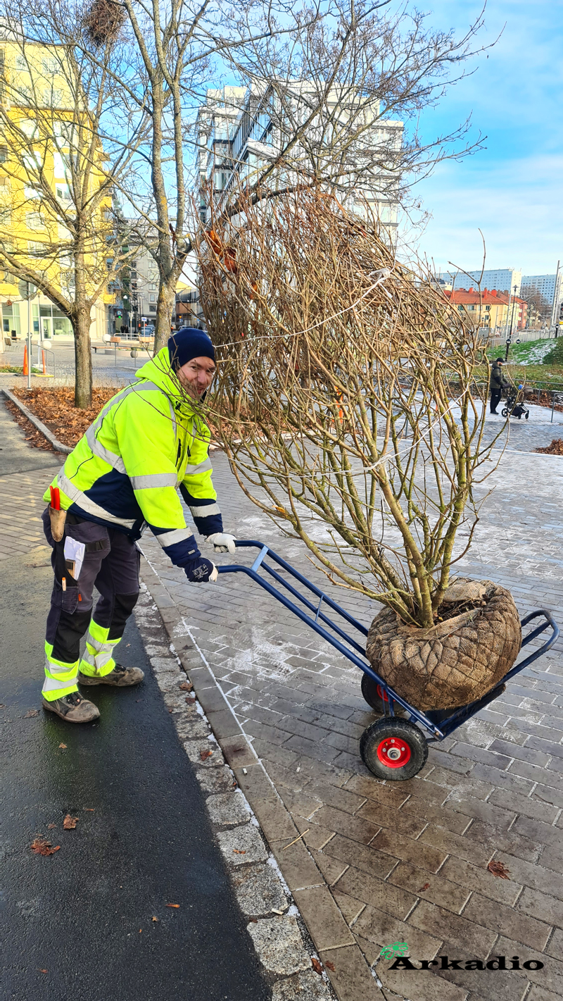 Plantering av solitärer