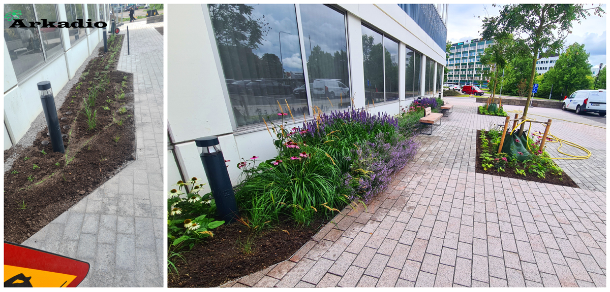 Stenhöga plantering och skötsel