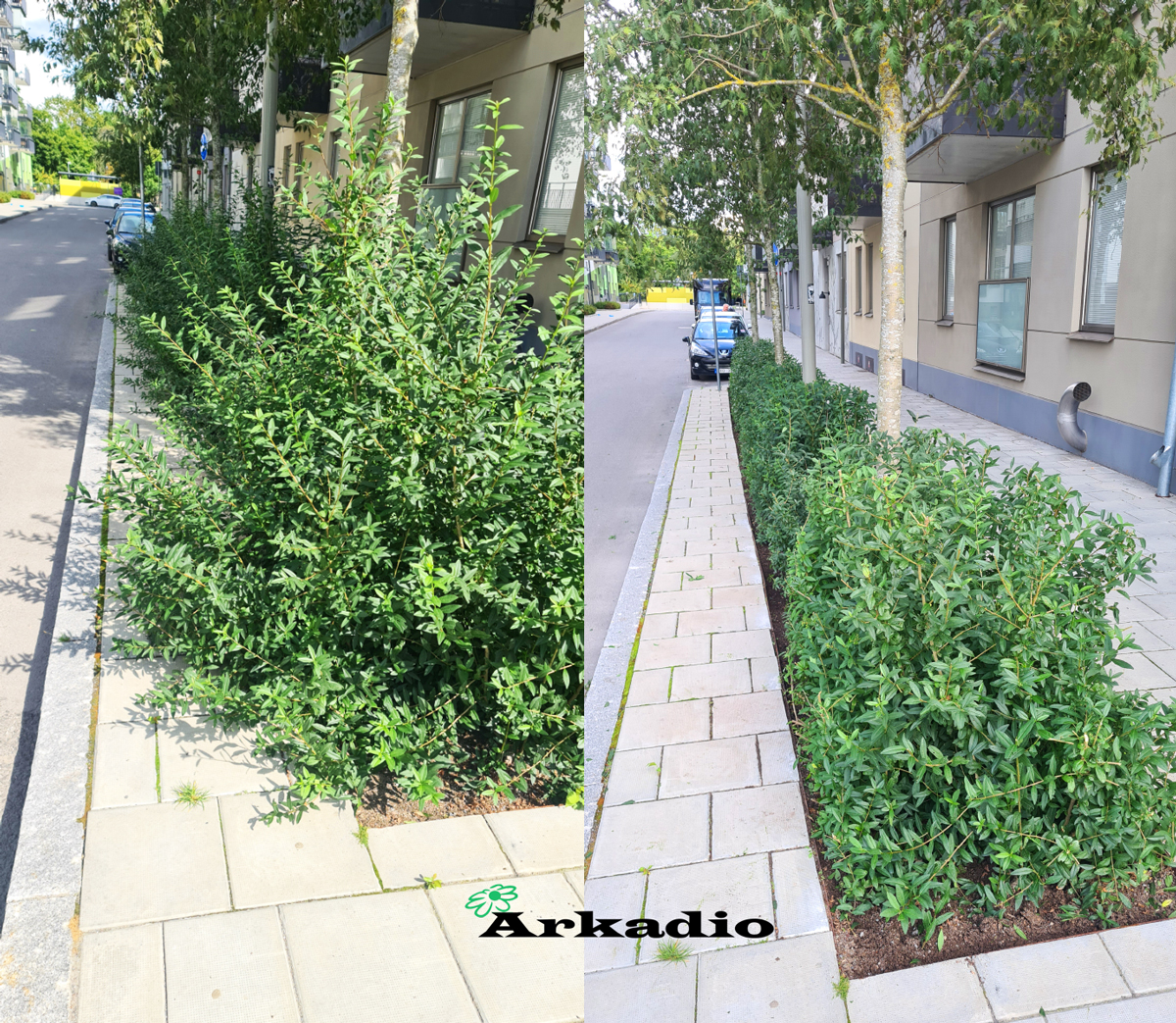 Första häcklippning för dem häckar