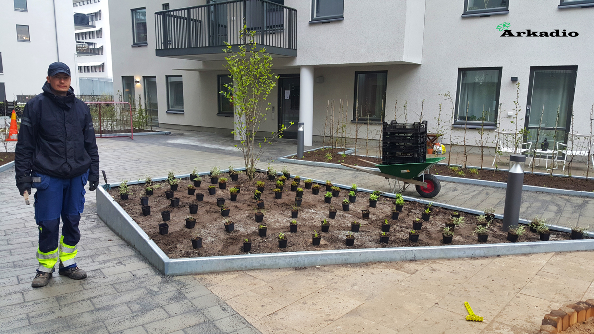 Plantering av perenner