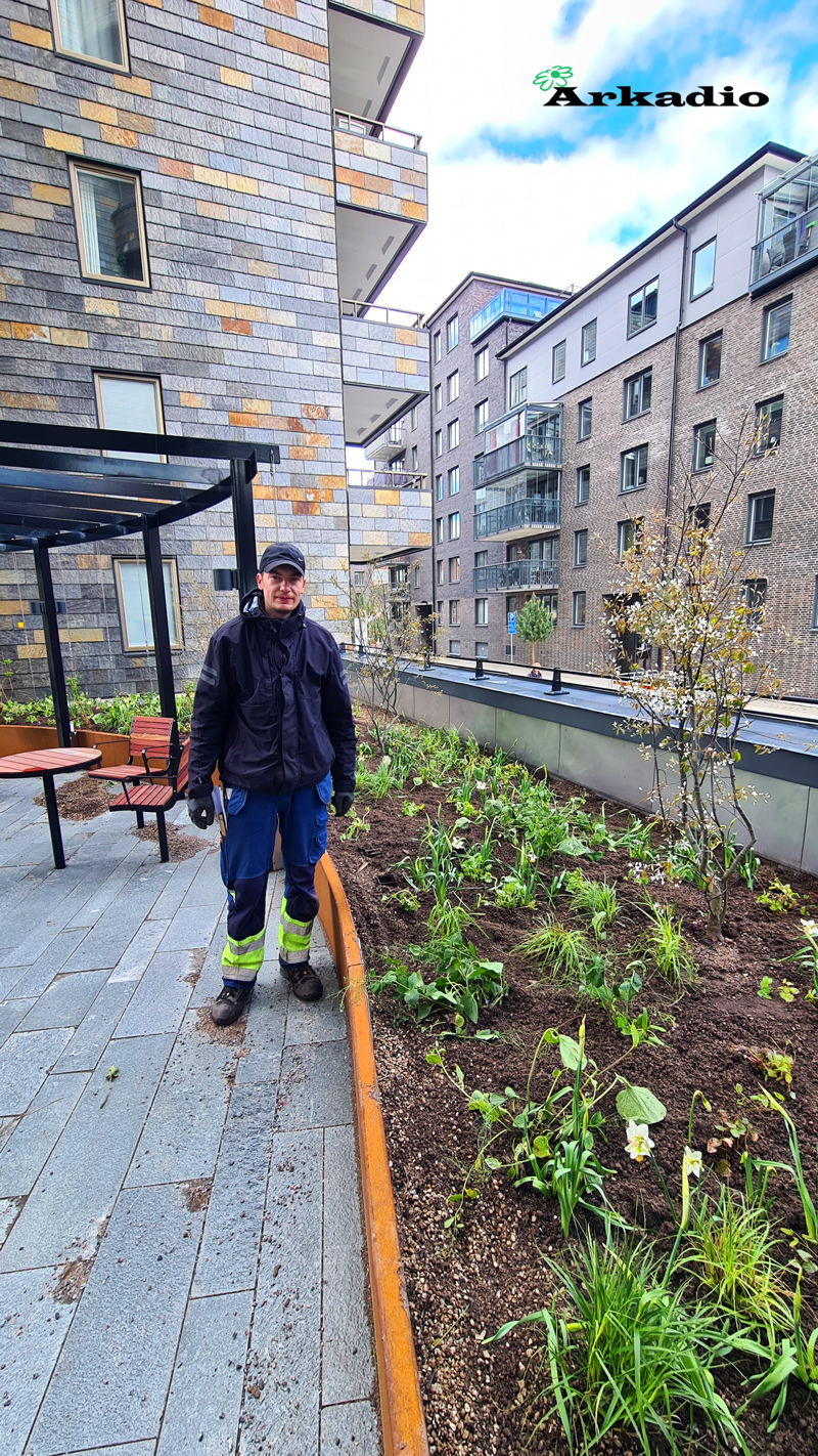 Plantering av perenner