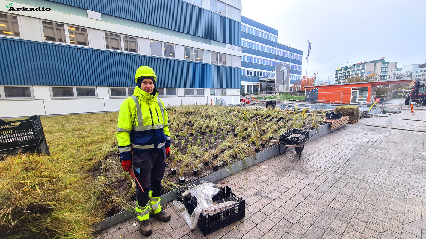 Plantering av perenner Origo