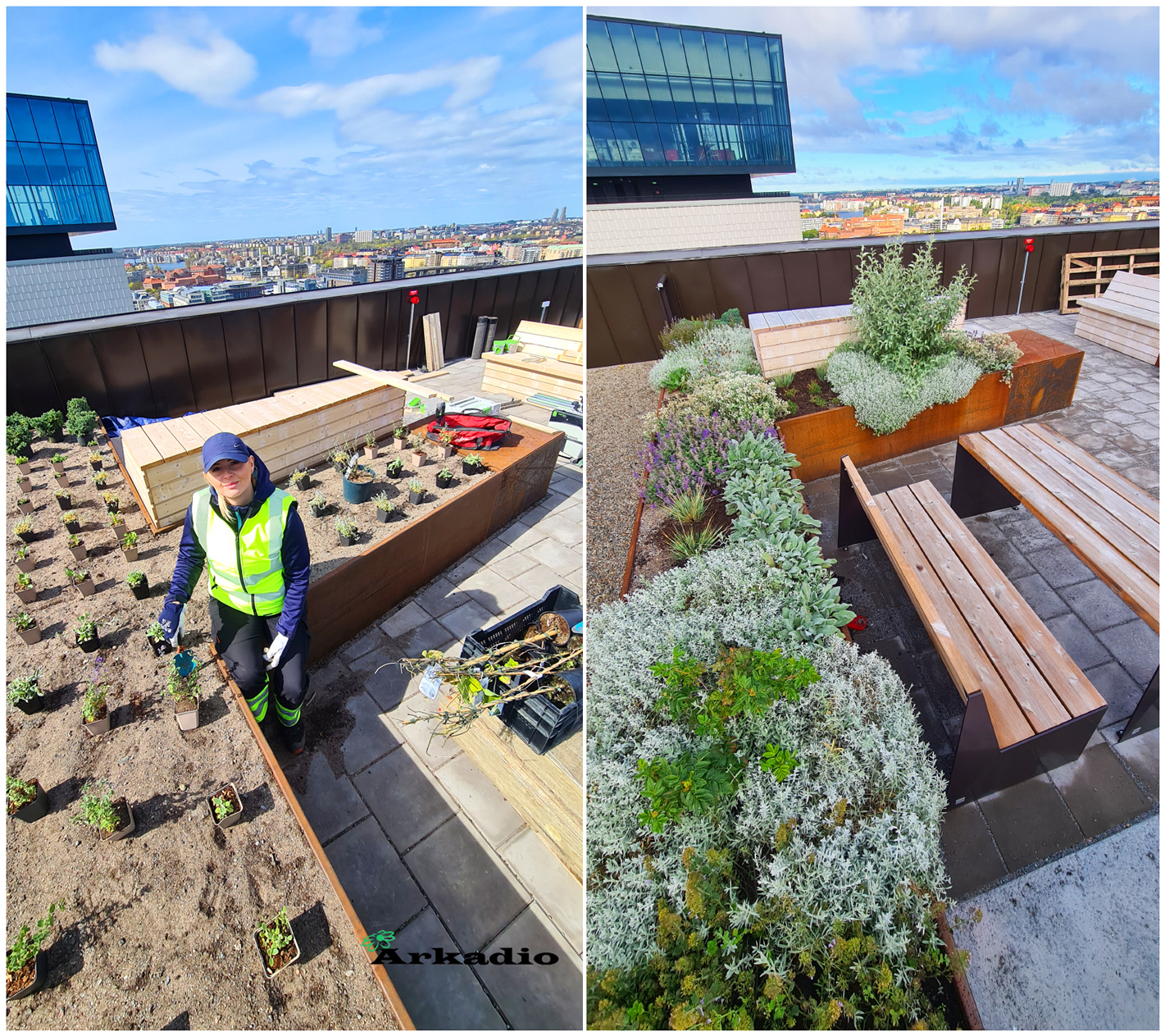 Plantering av perenner