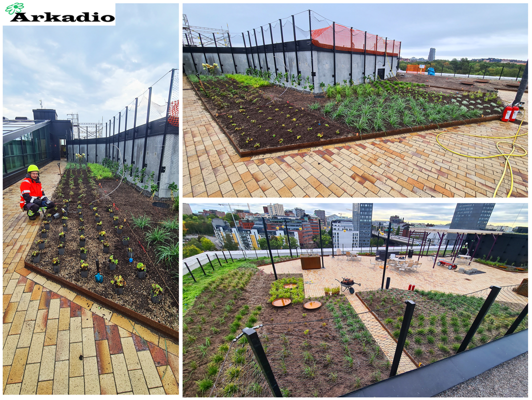 Plantering av perenner Karlberg takterrassen