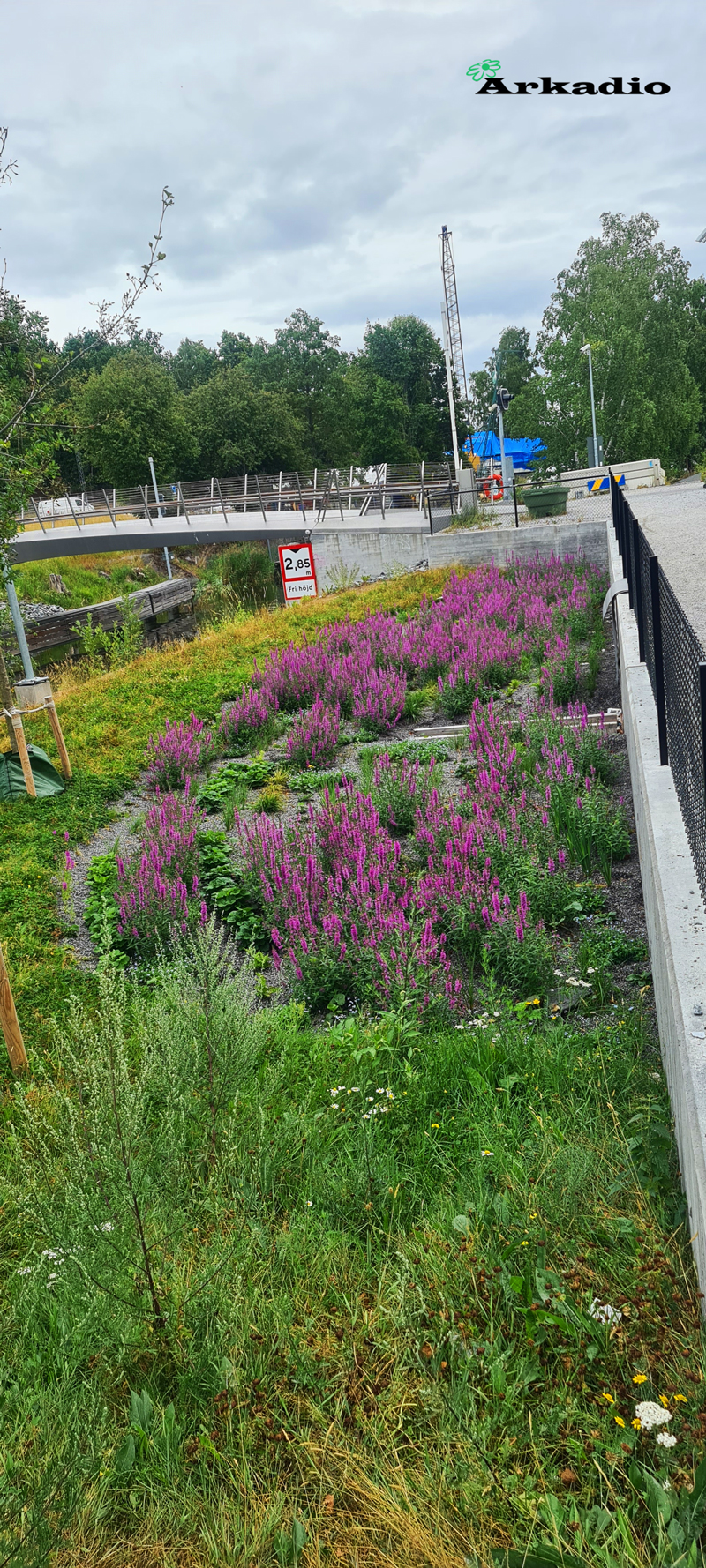 Plantering av perenner