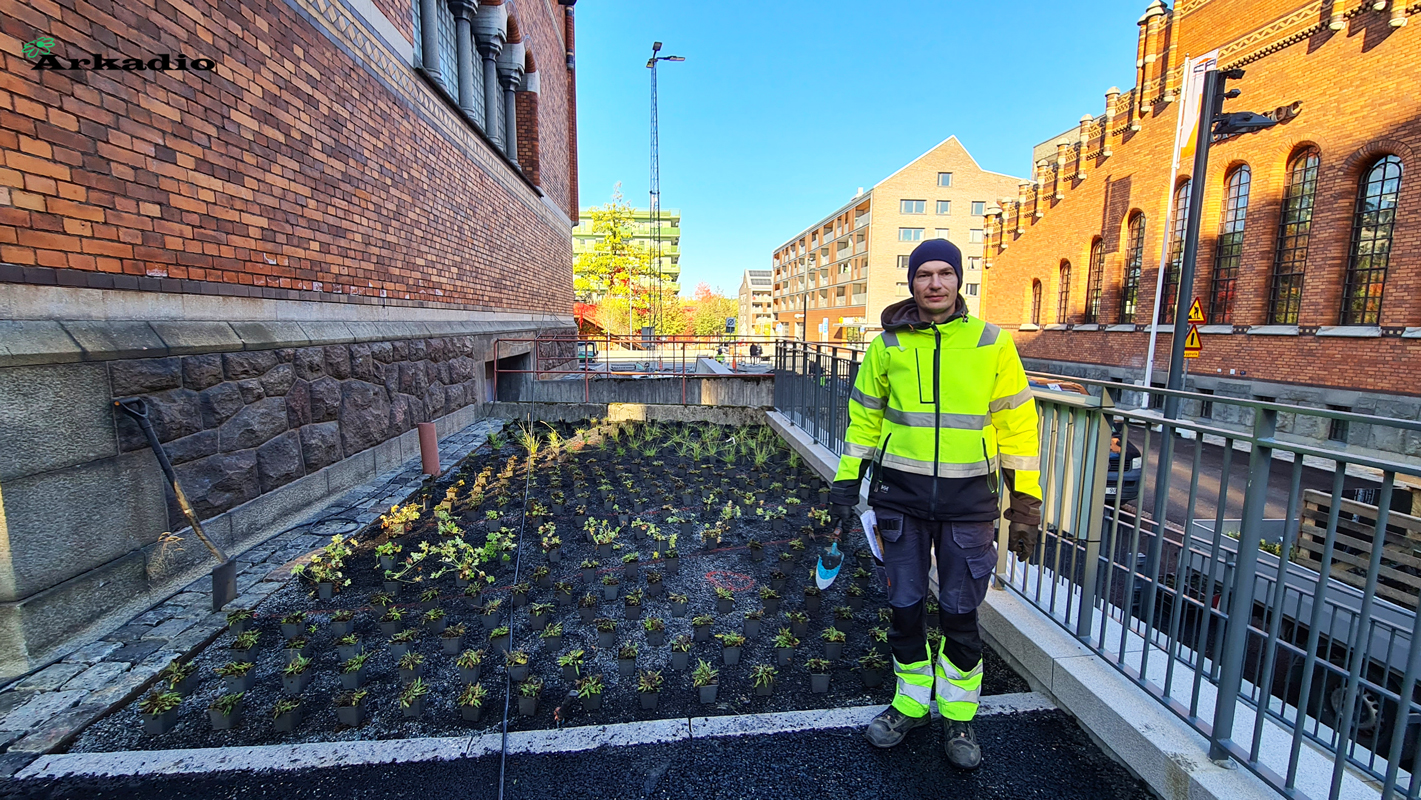 Plantering av perenner norra djurgårdsstaden
