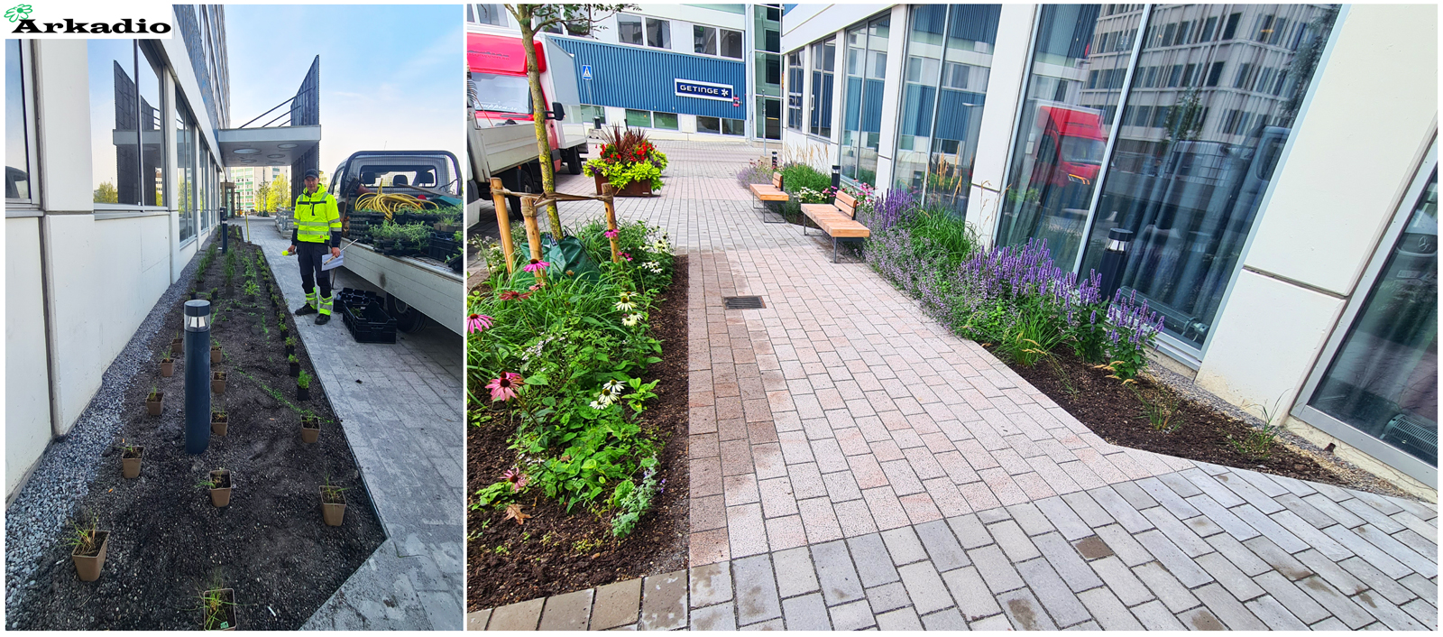 Plantering av perenner Stenhöga