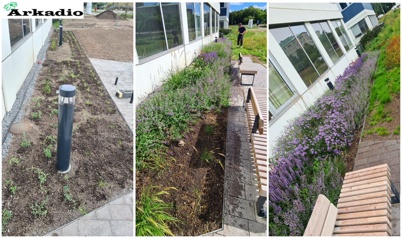 Plantering av perenner Stenhöga