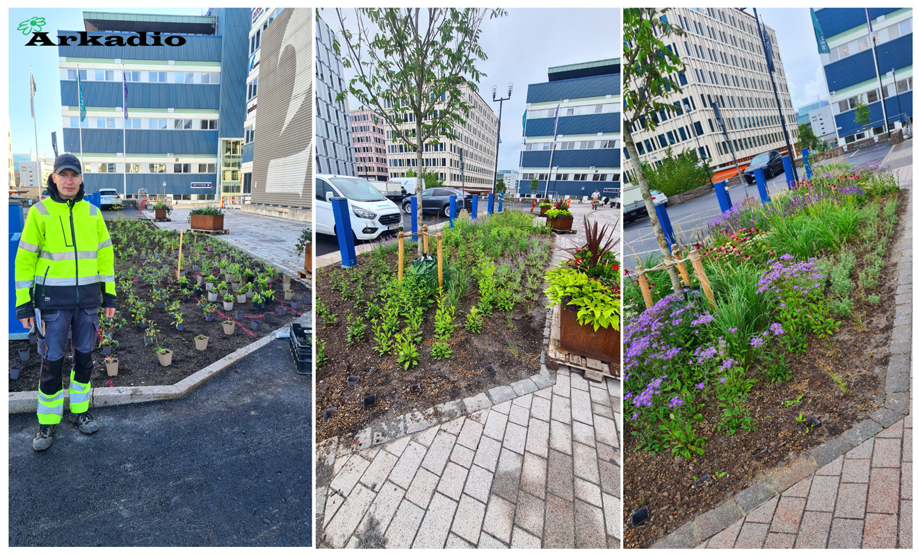 Plantering av perenner Stenhöga