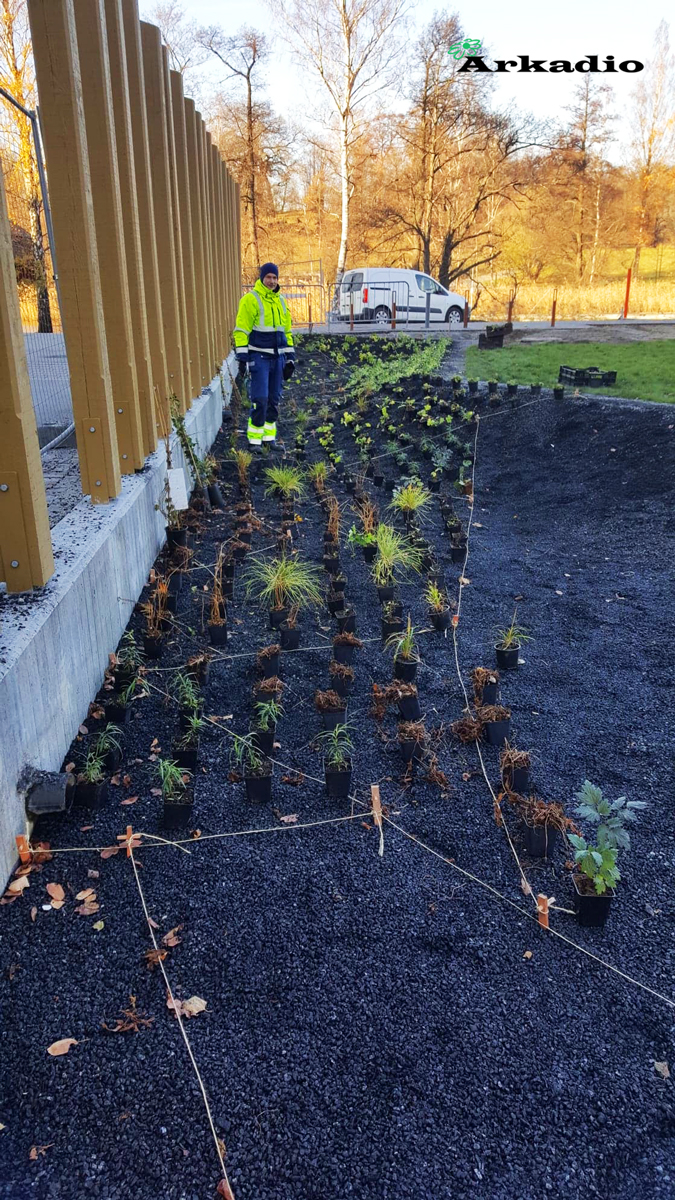 Plantering av perenner