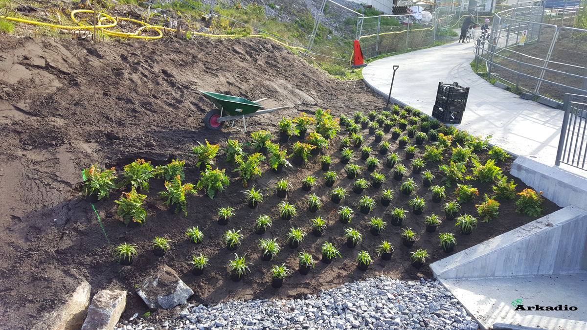 Plantering av perenner