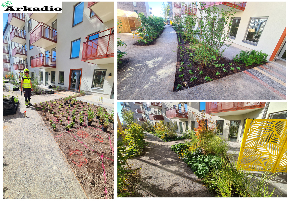 Plantering av perenner Makaronen