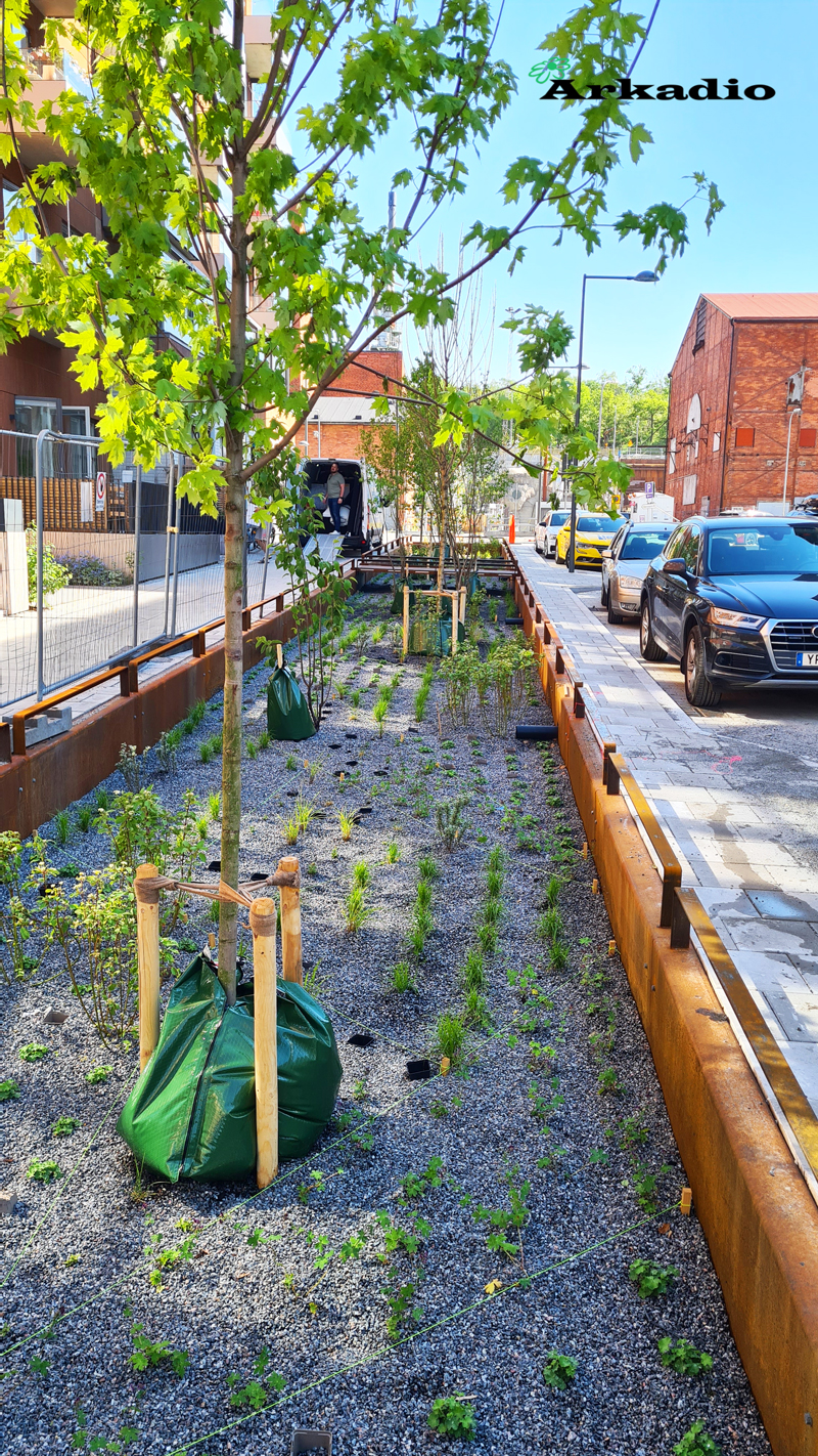 Plantering av perenner och träd