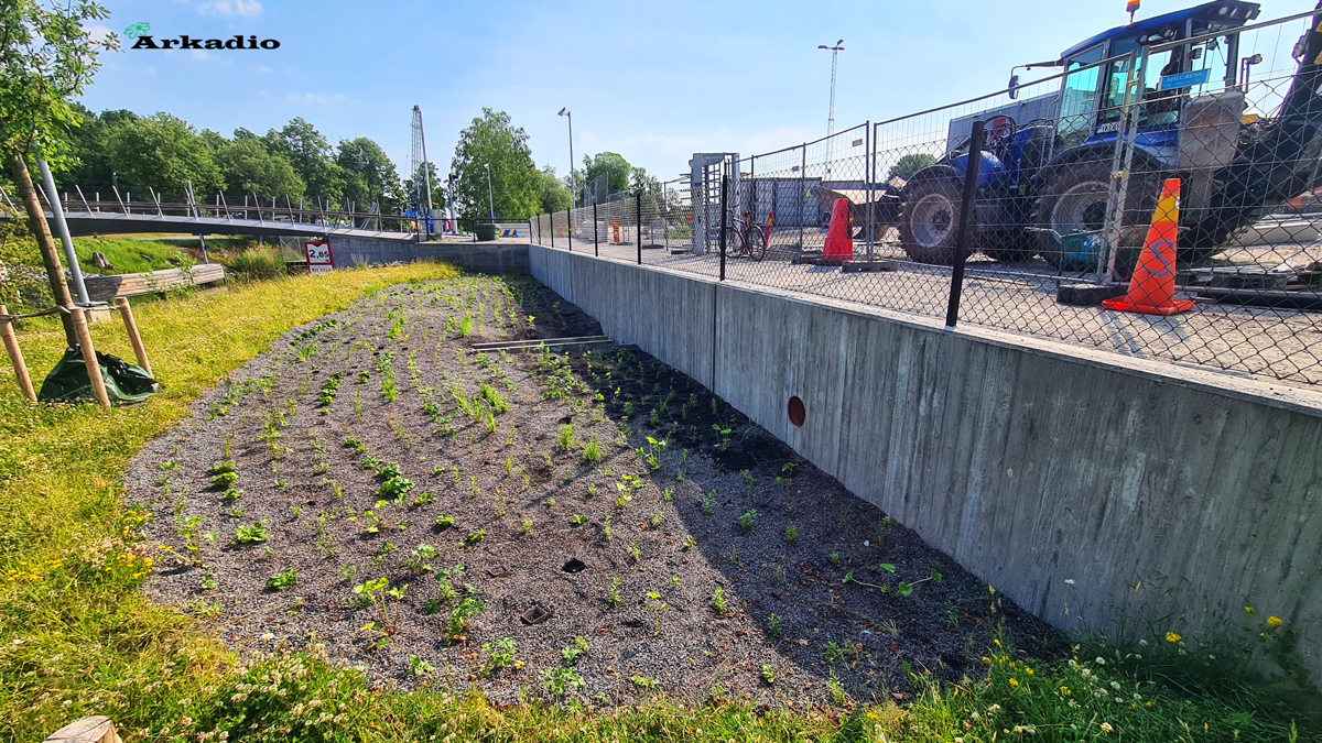 Plantering av perenner