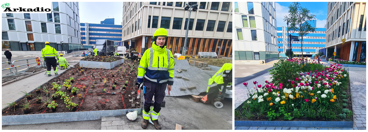 Plantering av perenner, lökar, träd- Origo