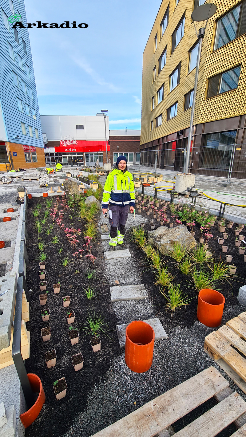 Plantering av perenner Fyrklövern