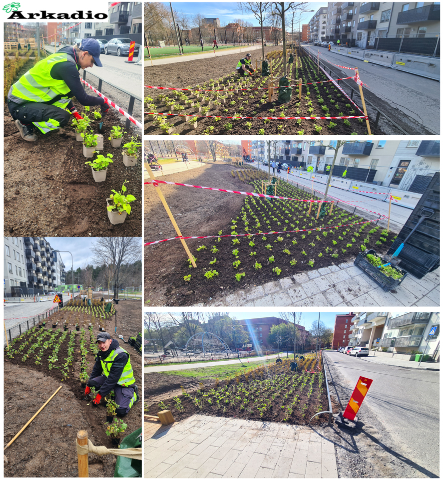 Plantering av perenner, buskar Sandaletten