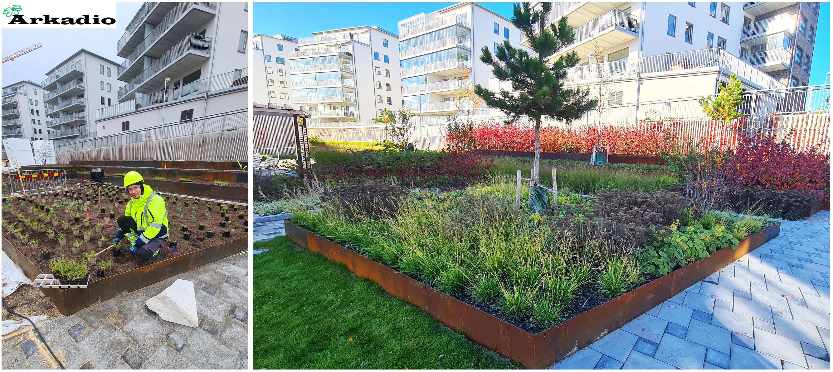 Plantering av perenner, buskar, träd Sillkajen 2