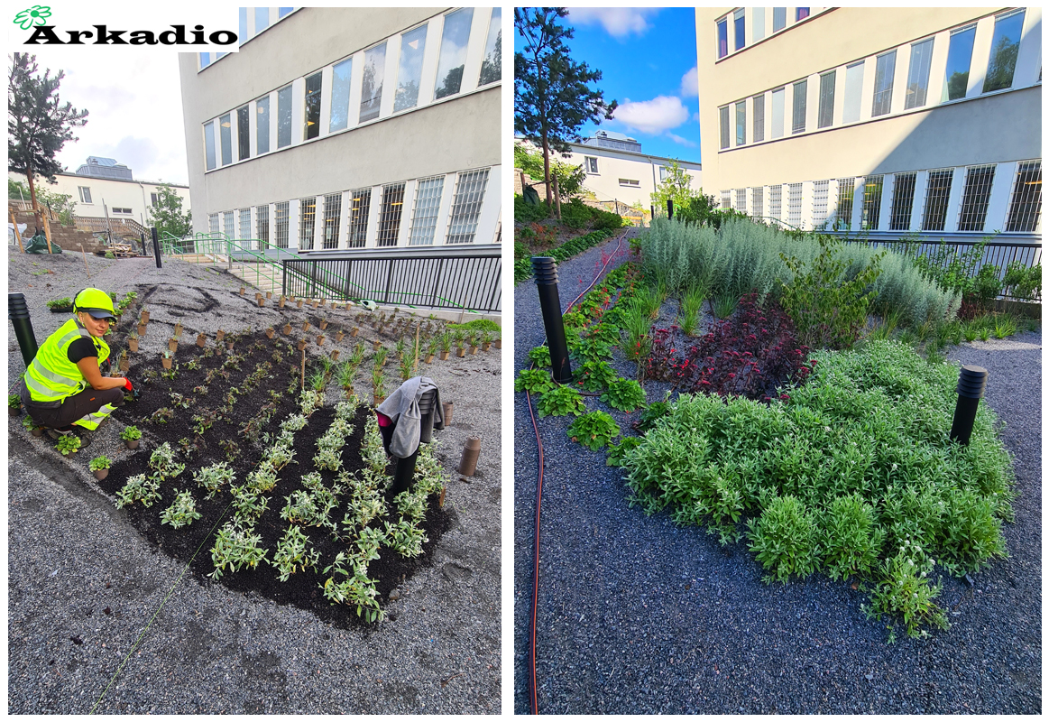 Plantering av perenner sjöviksbacken2