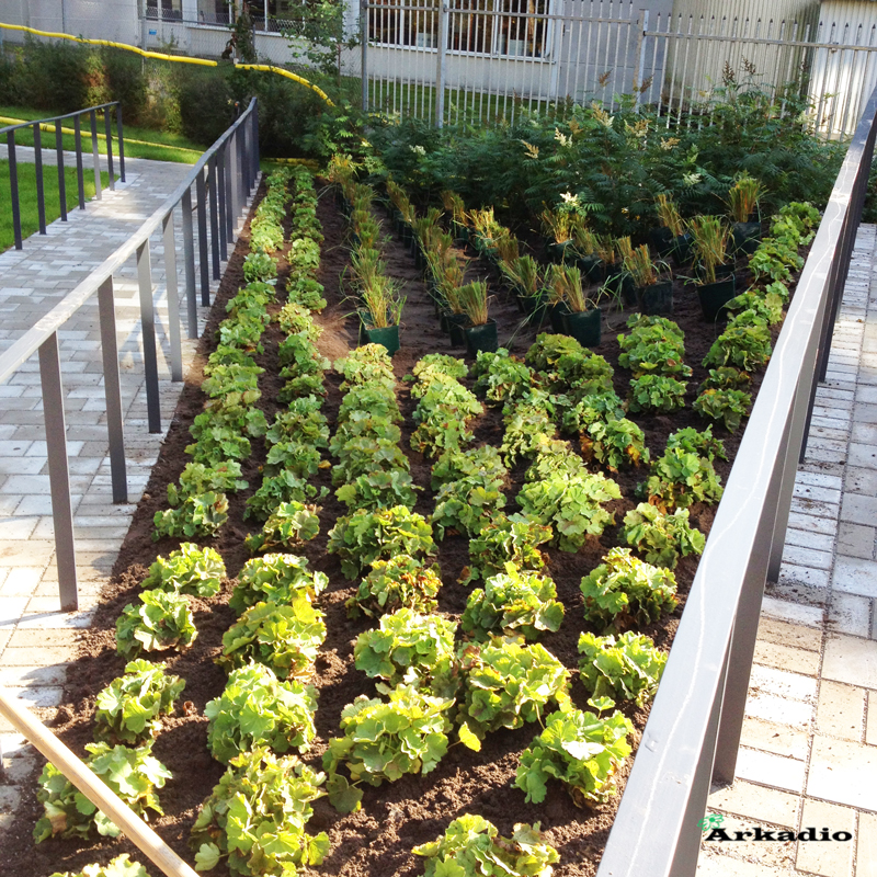 Plantering av perenner